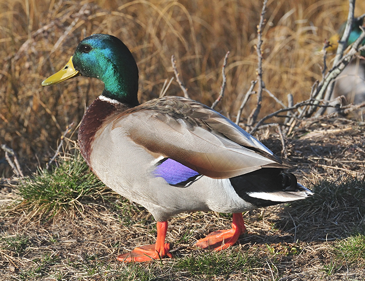 OB Duck Walk