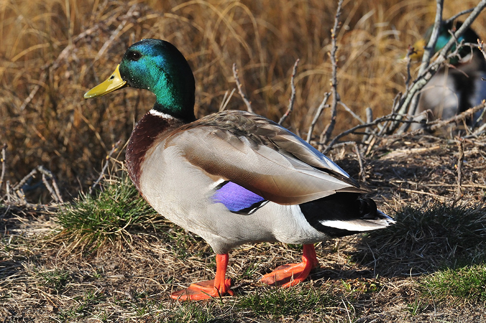 Mallard at Sunset Lake