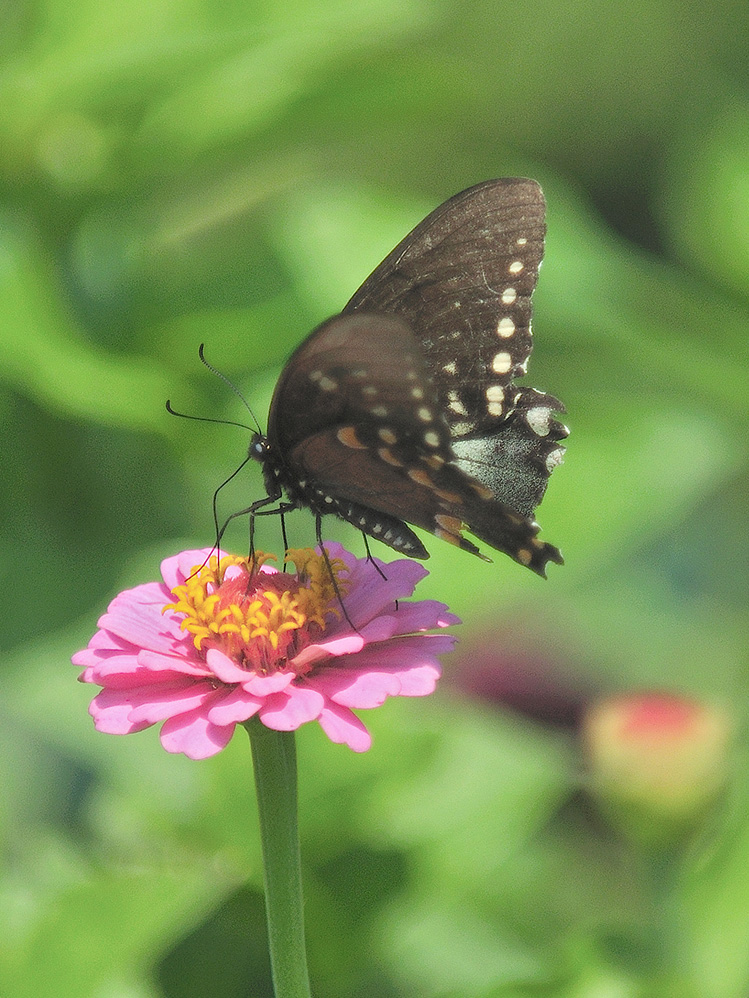 Butterfly, Whippoorwill Farm