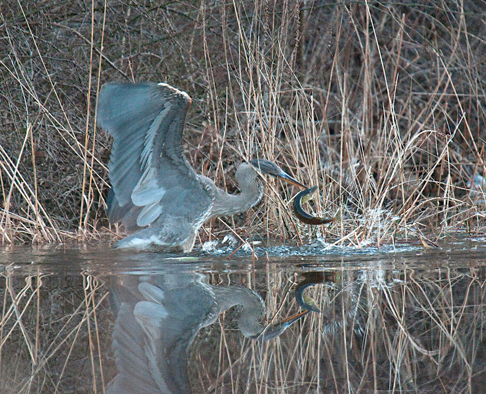 Heron Fishing, Parsonage Pond