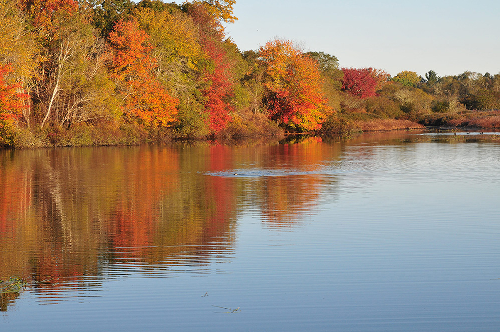 Mill Pond Foliage