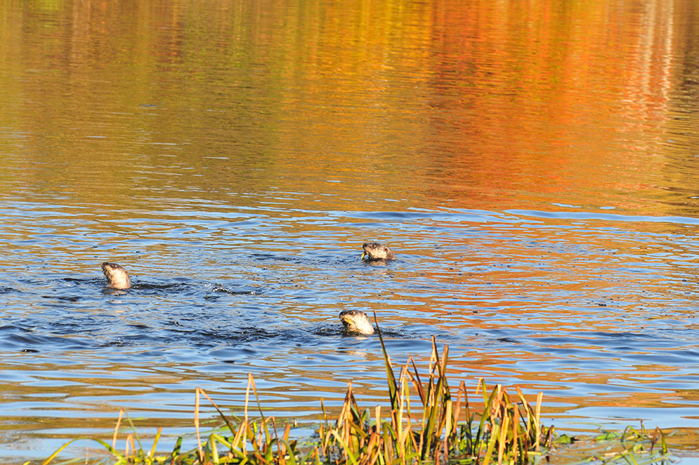 Otters Fishing, Mill Pond