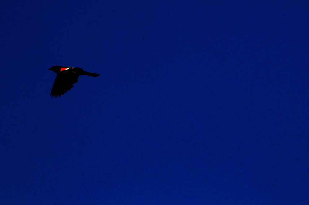 Redwing Silhouette, Allen Farm