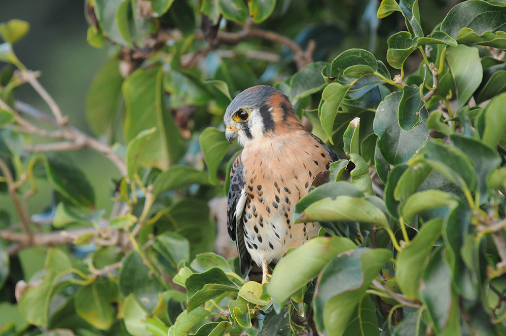 Kili Kili Bird, St. John, USVI